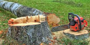 Best Hazardous Tree Removal  in Rosewood Heights, IL